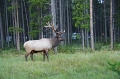 Jasper 'Wapiti' 19_09_2011 (29)